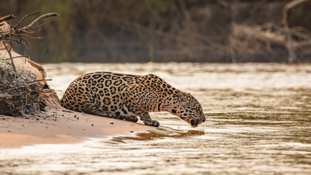 leopard-or-jaguar