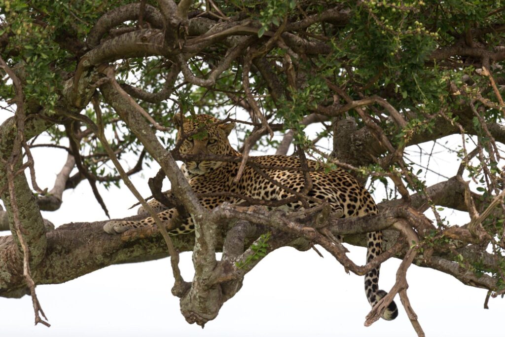 leopard-or-jaguar