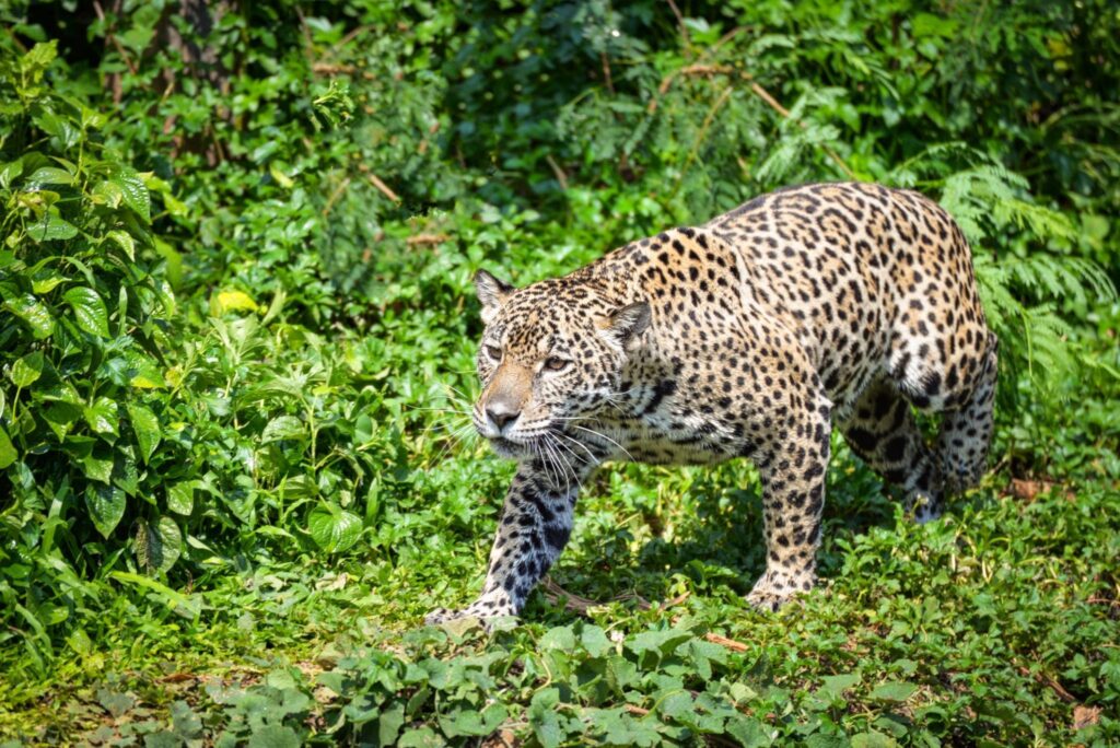 jaguar