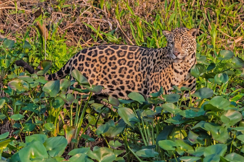 leopard-or-jaguar