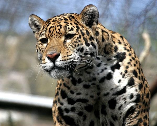 jaguar